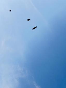 青空を飛ぶ鳥 鳥,空,背景の写真素材