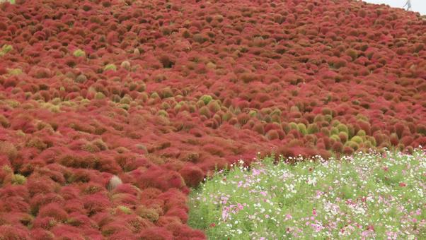 海辺の赤い絨毯 海辺の赤い絨毯 コキア,秋,自然の写真素材