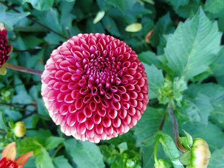 Perfectly round dahlia, JPG Perfectly round dahlia, JPG