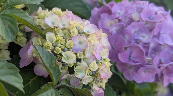 紫陽花 紫陽花 アジサイ,パープル,イメージの写真素材