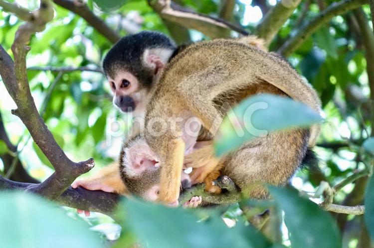 木の上のリスザルの親子 リスザル,ボリビアリスザル,木の上の写真素材