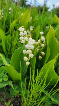 花 すずらん,白い花,満開の写真素材