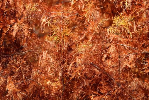 紅葉したメタセコイア（アケボノスギ） メタセコイア,紅葉,アケボノスギの写真素材