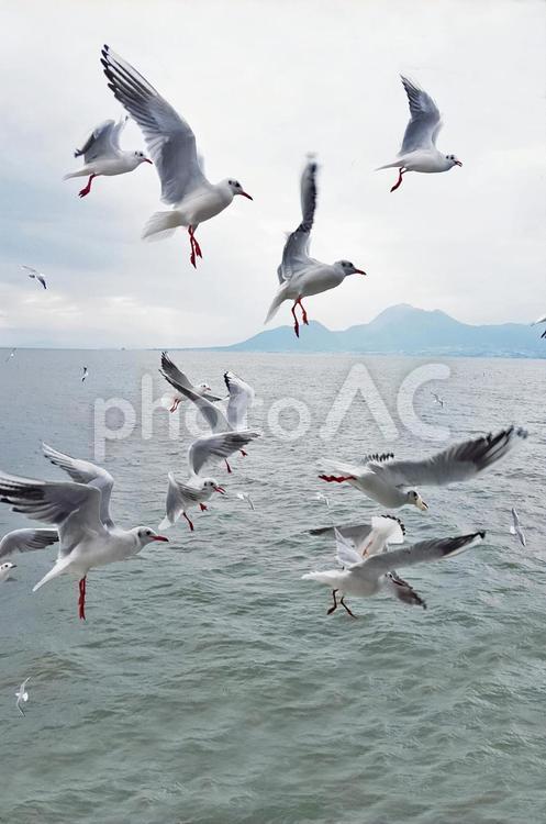 エサに群がるカモメ カモメ,鳥,海の写真素材