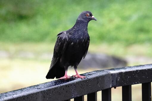はと 鳩,自然,屋外の写真素材