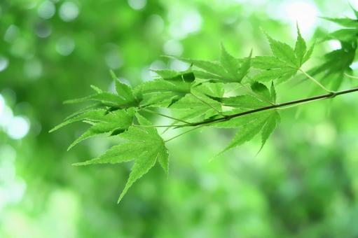 Green maple leaves green leaves young leaves, JPG Green maple leaves green leaves young leaves, JPG