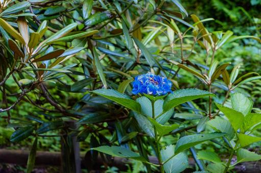 深い緑に映える青い紫陽花 深い緑に映える青い紫陽花 紫陽花,青,花の写真素材
