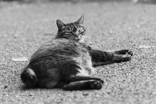 Cat 7, JPG
