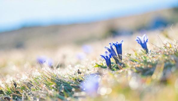 秋の花 野に咲くリンドウ 秋の花 野に咲くリンドウの写真