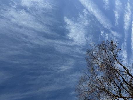 秋空と木 秋空,雲,綺麗な空の写真素材