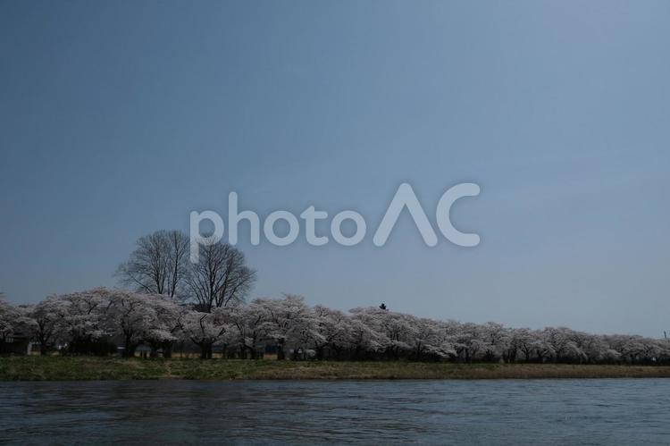北上展勝地　遊覧船から見た岸の桜並木 北上,岩手,展勝地の写真素材