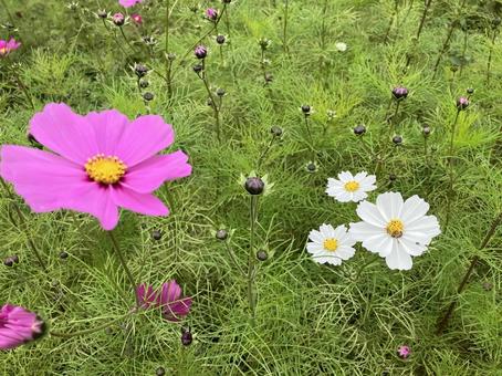 コスモス コスモス,秋の花,きれいの写真素材