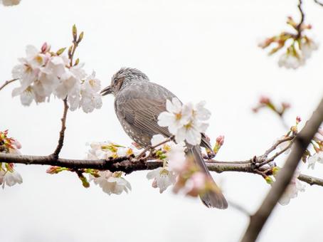 桜とヒヨドリ 桜とヒヨドリの写真