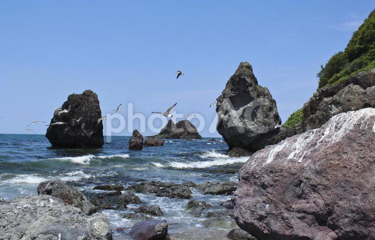 ウミネコ　海　青空　夏 ウミネコ,青空,夏の写真素材