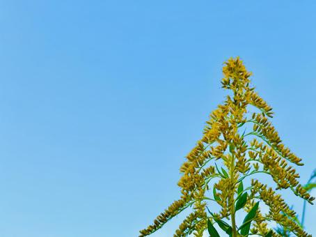 青空とセイタカアワダチソウ 背高泡立草 青空とセイタカアワダチソウ 背高泡立草 背高泡立草,セイタカアワダチソウ,青空の写真素材