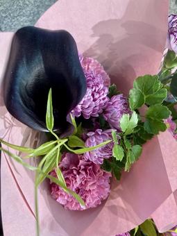 黒いカラーの花 カラー,黒,花の写真素材