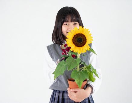 向日葵の鉢をもつ女子生徒の写真