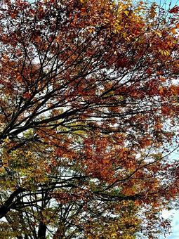 樹木 木,紅葉,秋の写真素材