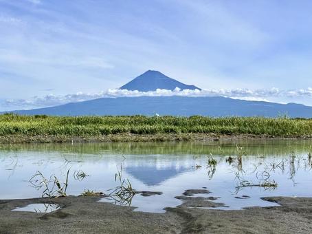 富士川から見る夏の富士山 富士川から見る夏の富士山 富士山,富士川,海岸の写真素材