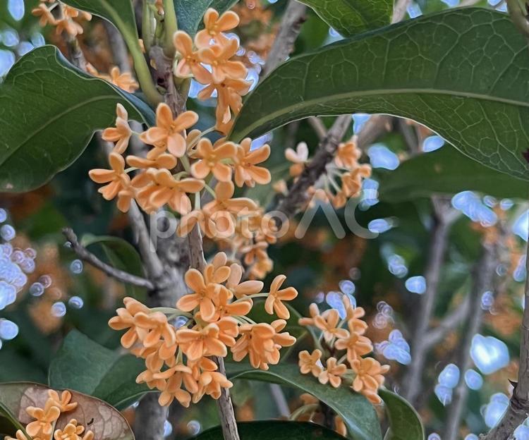 キンモクセイ 秋,自然,オレンジ色の写真素材