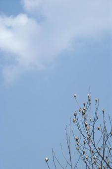 青空に白木蓮 青空に白木蓮 花,白木蓮,青空の写真素材
