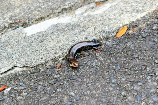 道端のトカゲ 道端のトカゲ トカゲ,有鱗目,トカゲ亜目の写真素材