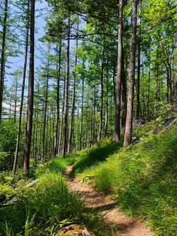 Sunshine filtering through the trees on a hiking trail, JPG