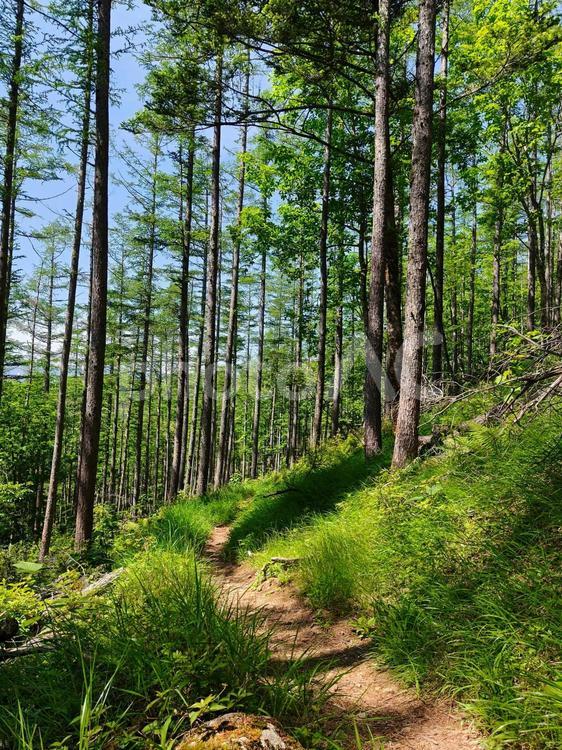 木漏れ日の登山道 登山道,山歩き,登山の写真素材