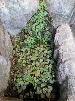水草 水草の写真