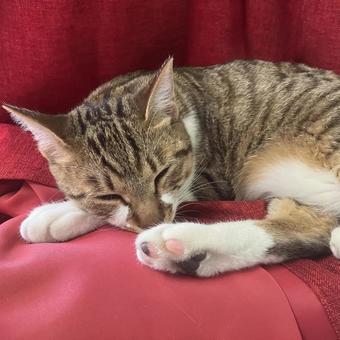 おやすみ おやすみ 昼寝,可愛い,猫の写真素材