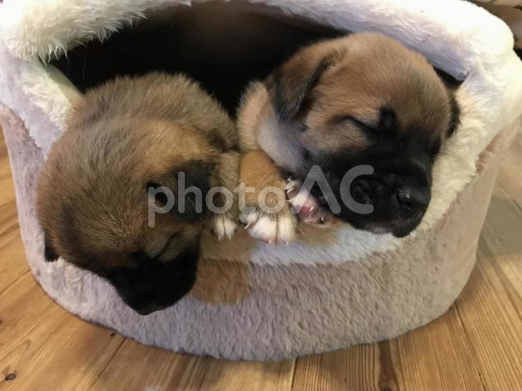 仲良くお昼寝する子犬たち 子犬,仔犬,犬の写真素材