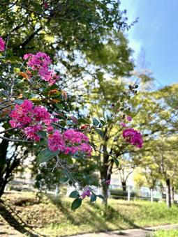 百日紅 百日紅の写真