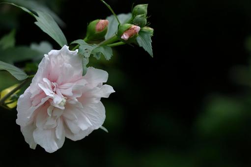 夏の茶室を彩る 夏の茶室を彩る 木槿,花,アオイ科の植物の写真素材