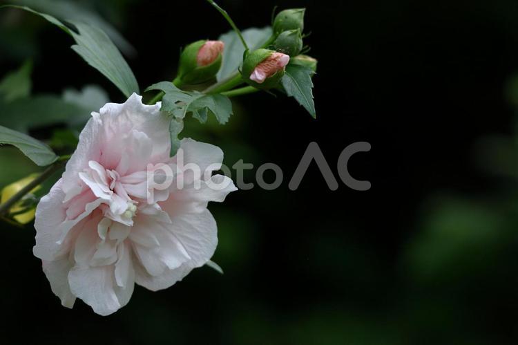 夏の茶室を彩る 木槿,花,アオイ科の植物の写真素材