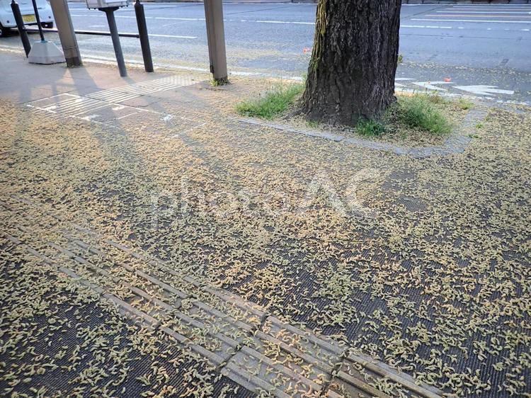 甲州街道の歩道に落ちるイチョウの花 イチョウ,花,落ち花の写真素材
