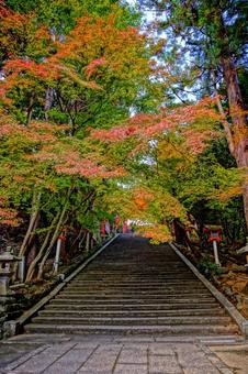 京都・法輪寺の境内（嵐山） 紅葉,もみじ,京都の写真素材