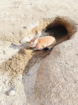 穴を掘る大久野島のうさぎ うさぎ,動物,大久野島の写真素材