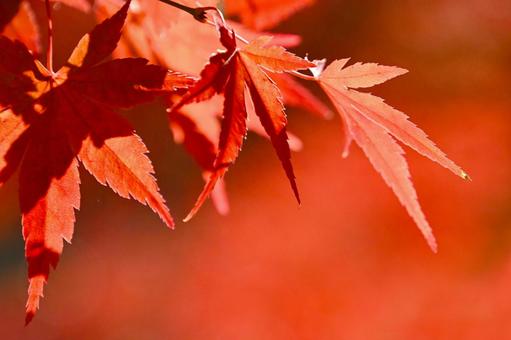 岡崎市東公園のきれいな紅葉 岡崎市東公園のきれいな紅葉 紅葉,きれい,秋の写真素材