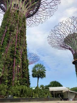 シンガポール植物園 シンガポール植物園 シンガポール,絵日記,植物園の写真素材