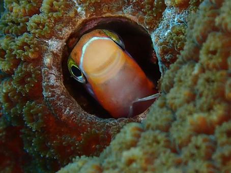 テンクロスジギンポ テンクロスジギンポの写真