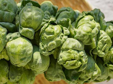 陽光に輝くみずみずしい芽キャベツ 芽キャベツ,野菜,冬の写真素材