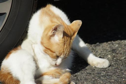 ねこ 箱座り,飼い猫,家猫の写真素材
