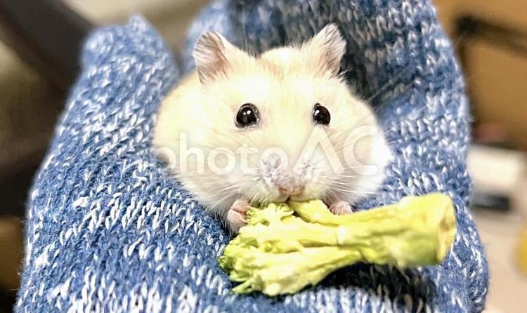 野菜とイエロージャンガリアンハムスター5 イエロージャンガリアン,ジャンガリアンハムスター,ハムスターの写真素材