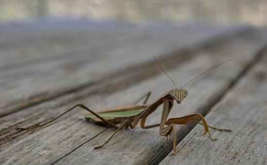 テーブルの上のカマキリ テーブルの上のカマキリ カマキリ,木製,昆虫の写真素材