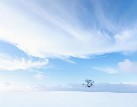 雪原に立つ一本の木と冬の空 雪原に立つ一本の木と冬の空の写真