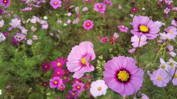 cosmos, JPG