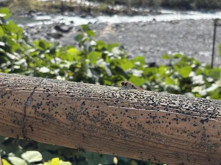 羽を休めるとんぼ とんぼ,蜻蛉,羽根の写真素材