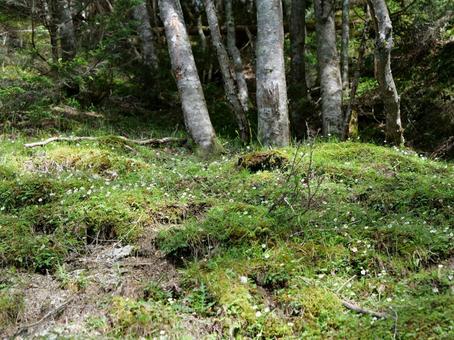 鳳凰三山のドンドコ沢登山道 鳳凰三山のドンドコ沢登山道の写真