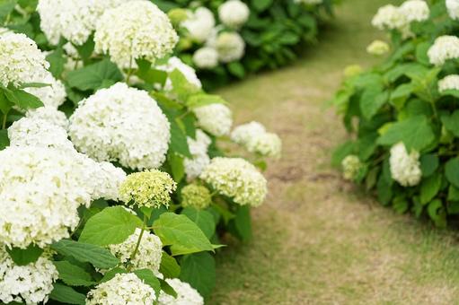 白い紫陽花の咲く道 白い紫陽花の咲く道の写真