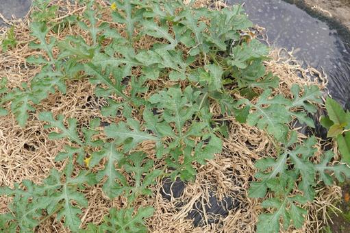 スイカの苗の下に敷いた藁02 藁,ワラ,敷き藁の写真素材